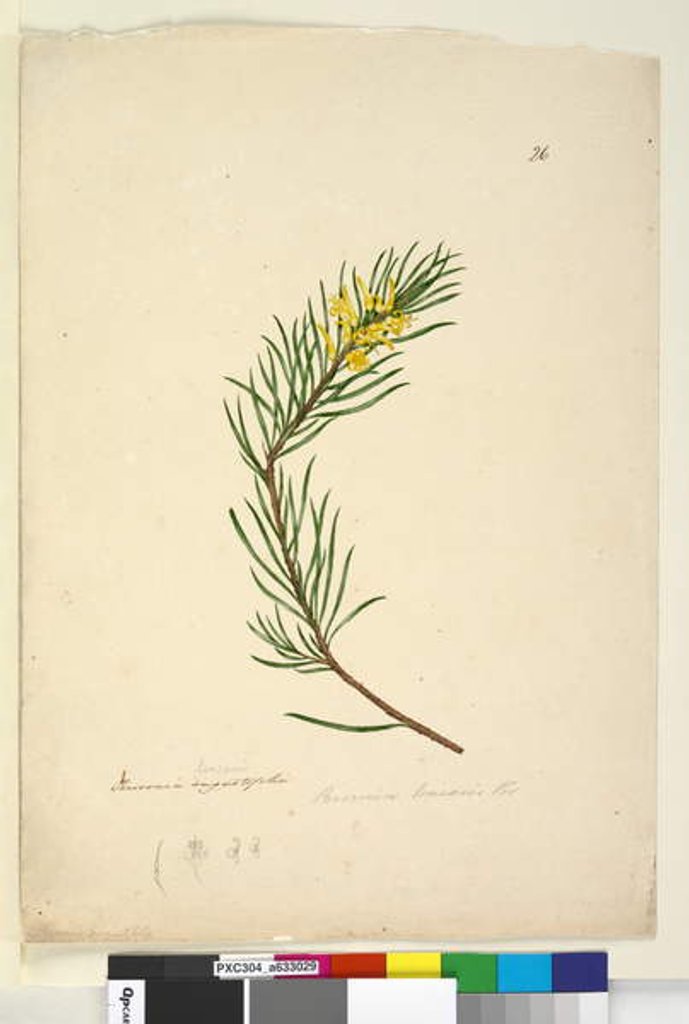 Detail of Page 26. Persoonia linearis, c.1803-06 by John William Lewin
