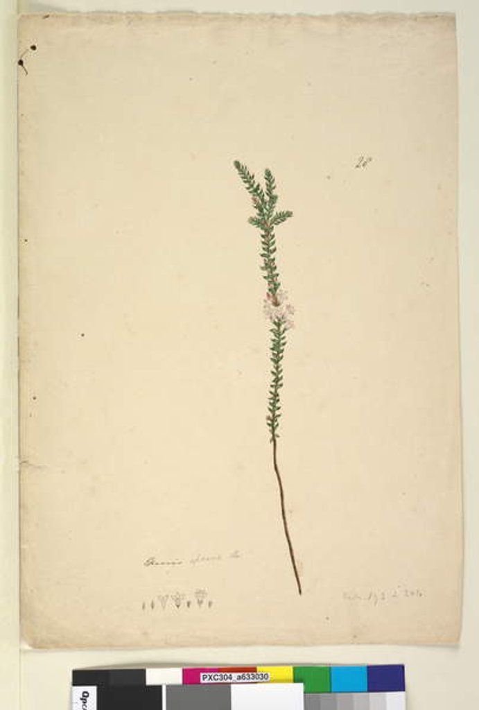 Detail of Page 28. Epacris sparsa, c.1803-06 by John William Lewin