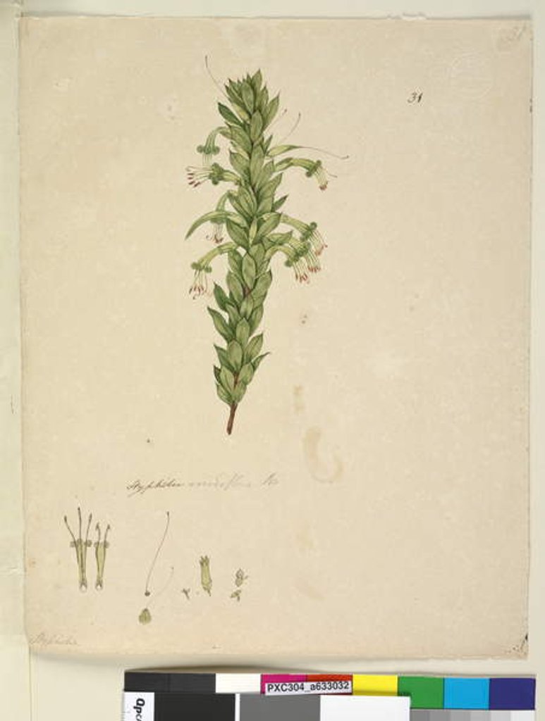Detail of Page 31. Styphelia viridiflora, c.1803-06 by John William Lewin
