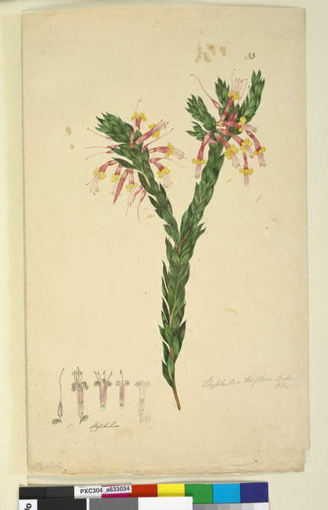 Detail of Page 33. Styphelia triflora, c.1803-06 by John William Lewin