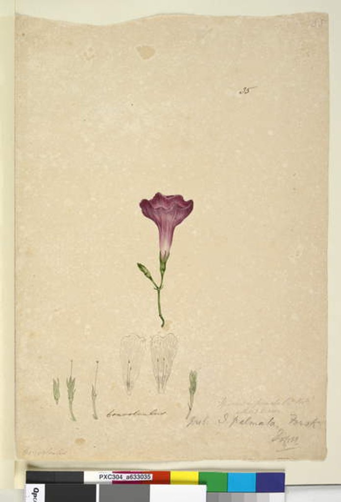 Detail of Page 35. Ipomoea palmata, c.1803-06 by John William Lewin