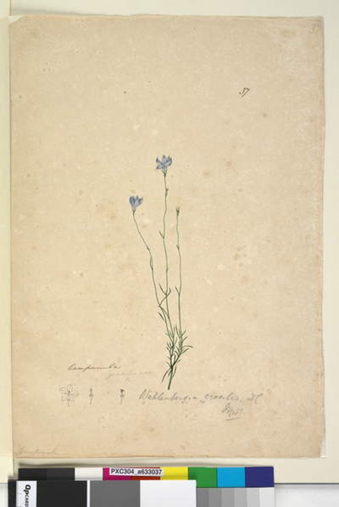 Detail of Page 37. Wahlenbergia gracilis, c.1803-06 by John William Lewin