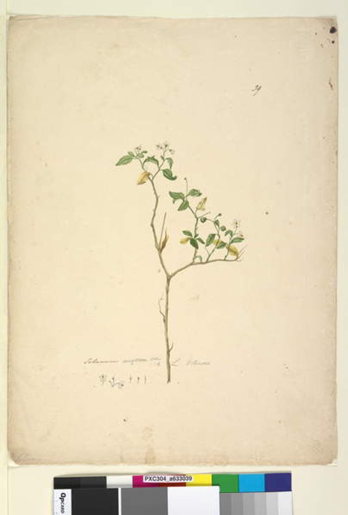 Detail of Page 39. Solanum nigrum, c.1803-06 by John William Lewin