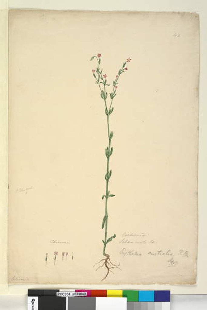 Detail of Page 40. Erythraea australis, c.1803-06 by John William Lewin