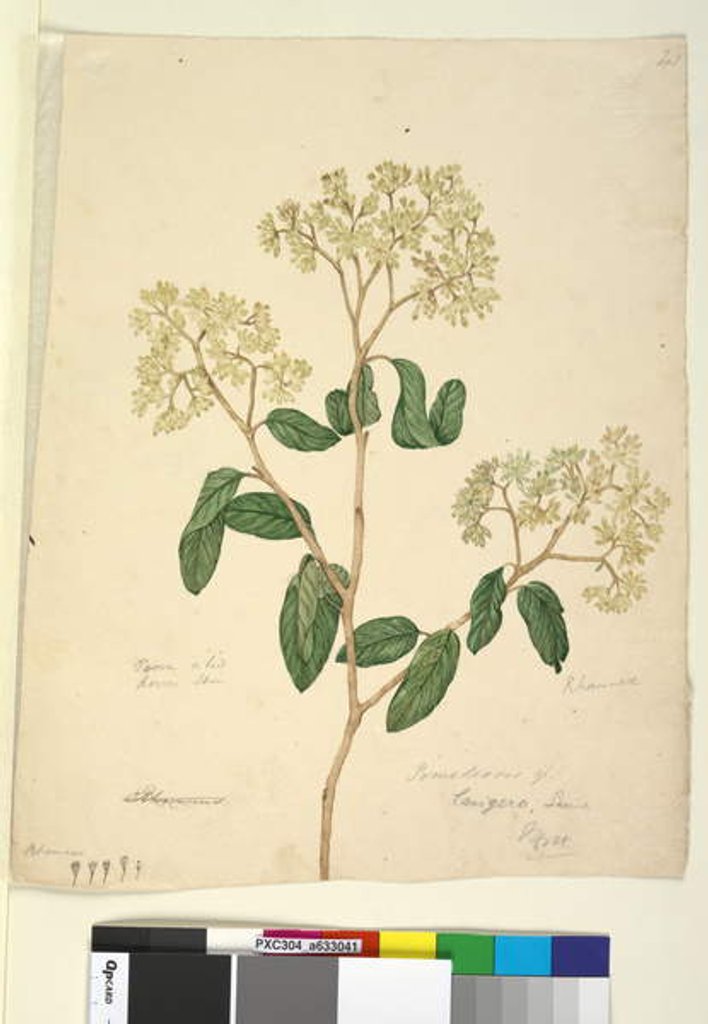 Detail of Page 41. Pomaderris lanigera, c.1803-06 by John William Lewin