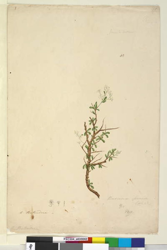 Detail of Page 42. Bursaria spinosa, c.1803-06 by John William Lewin