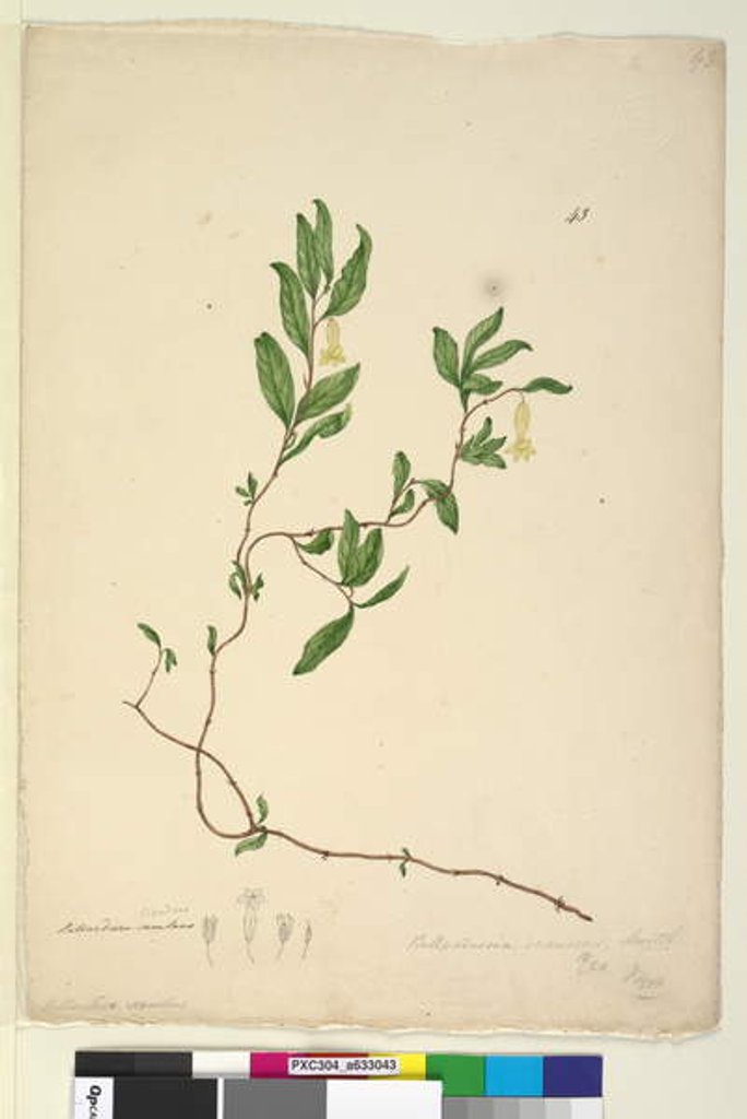 Detail of Page 43. Billardiera scandens, c.1803-06 by John William Lewin