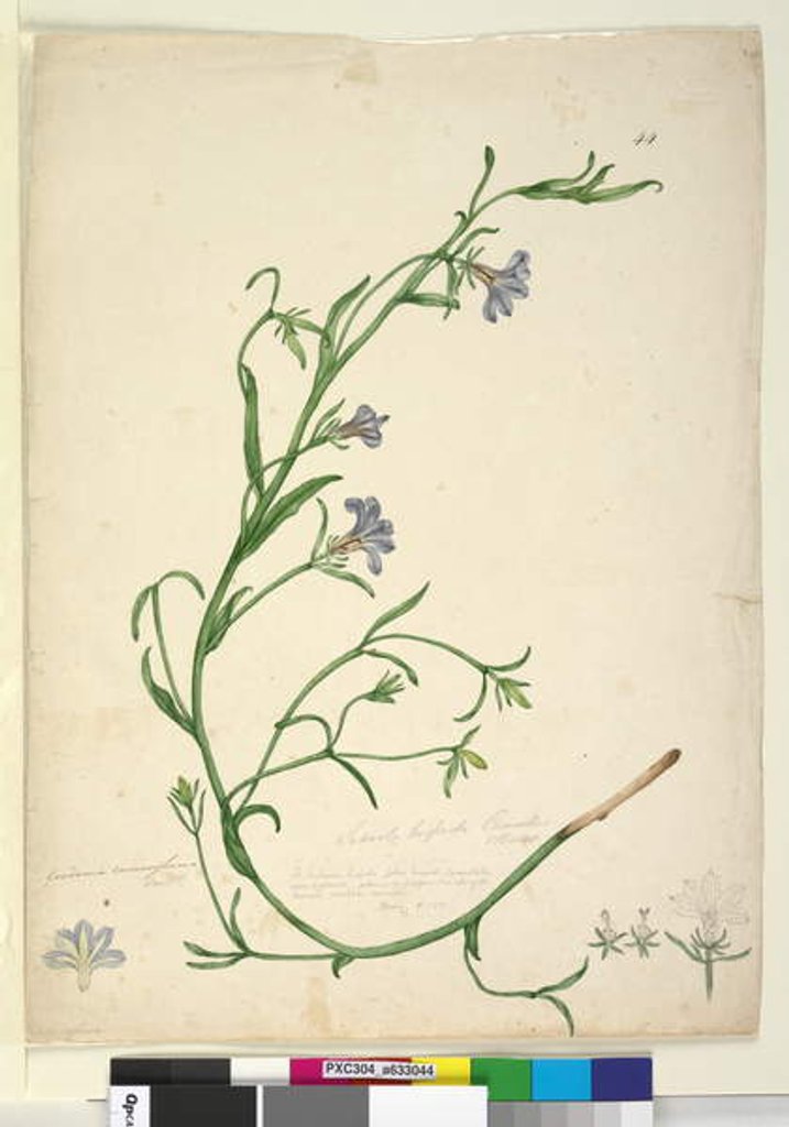 Detail of Page 44. Goodenia ramosissima, c.1803-06 by John William Lewin