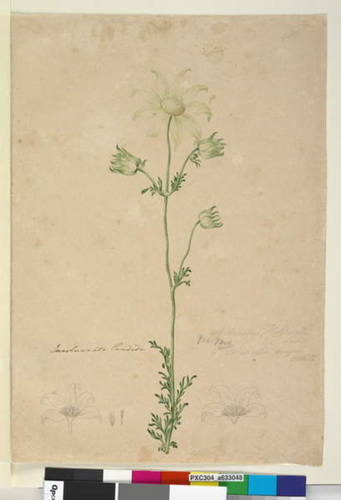 Detail of Page 48. Actinotus Helianthi, c.1803-06 by John William Lewin