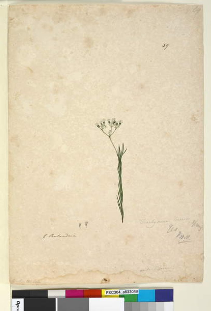Detail of Page 49. Trachymene linearis, c.1803-06 by John William Lewin