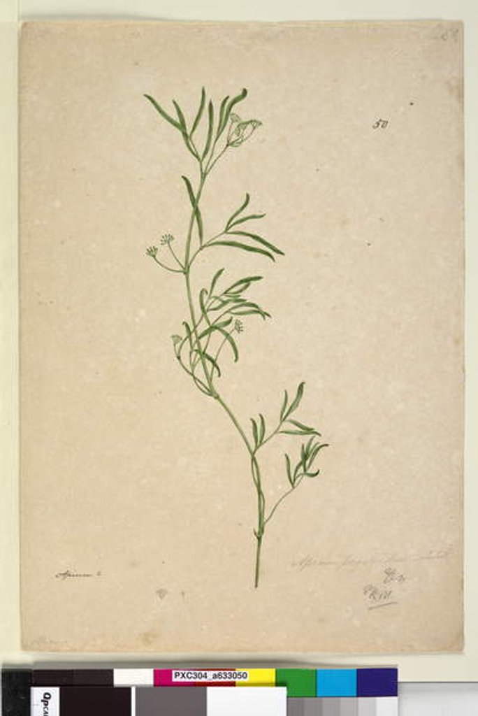 Detail of Page 50. Apium, c.1803-06 by John William Lewin