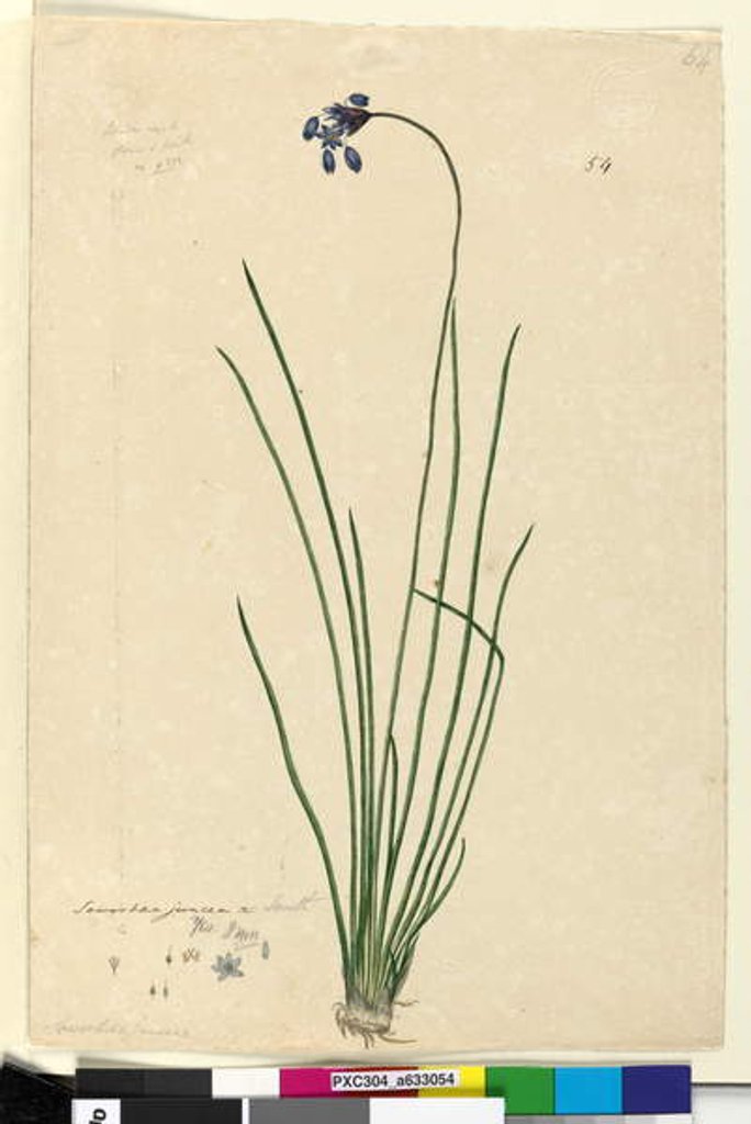 Detail of Page 54. Sowerbaea juncea, c.1803-06 by John William Lewin