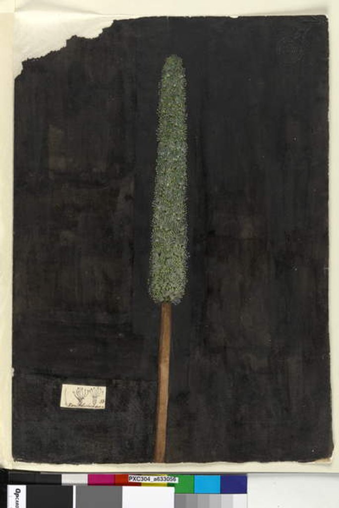 Detail of Page 56. Xanthorrhoea, c.1803-06 by John William Lewin