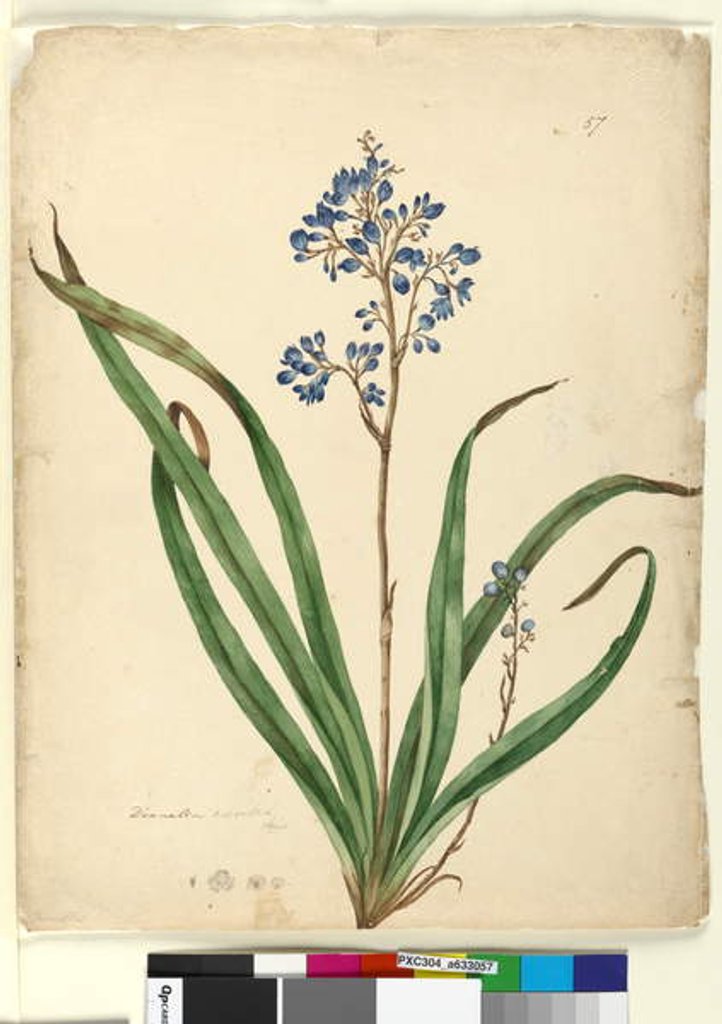 Detail of Page 57. Dianella caerulea, c.1803-06 by John William Lewin