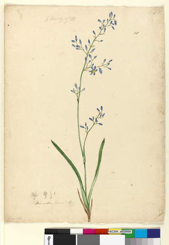 Detail of Page 58. Dianella levis, c.1803-06 by John William Lewin