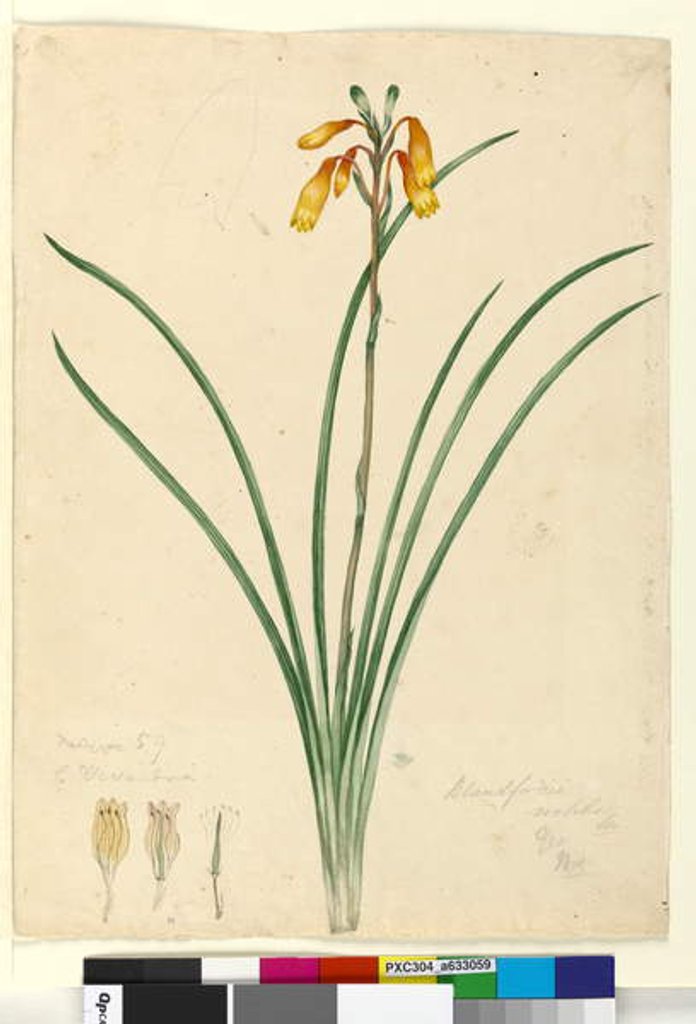 Detail of Page 59. Blandfordia nobilis, c.1803-06 by John William Lewin