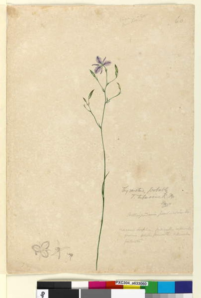 Detail of Page 60. Thysanotus tuberosus, c.1803-06 by John William Lewin