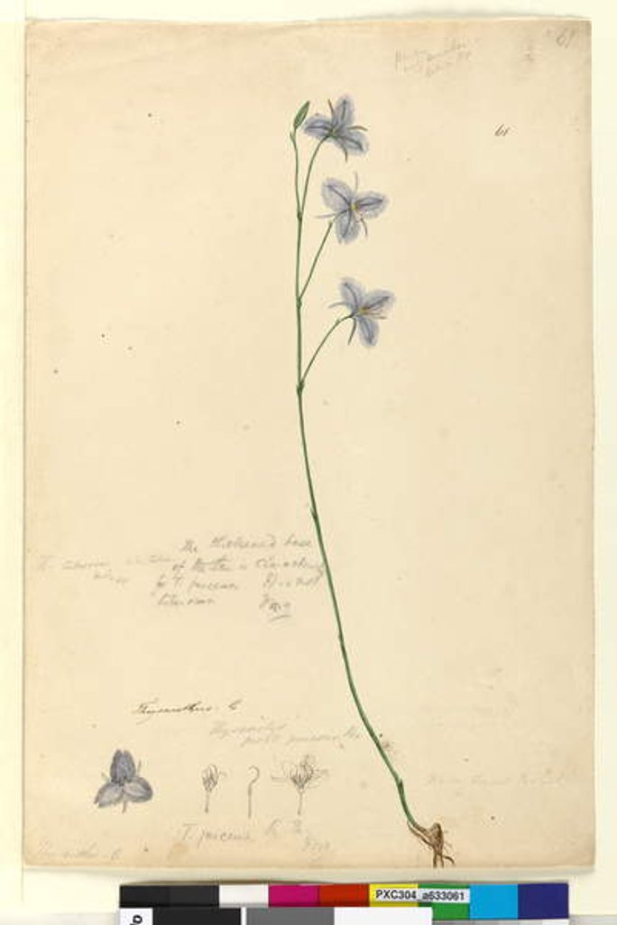 Detail of Page 61. Thysanotus, c.1803-06 by John William Lewin
