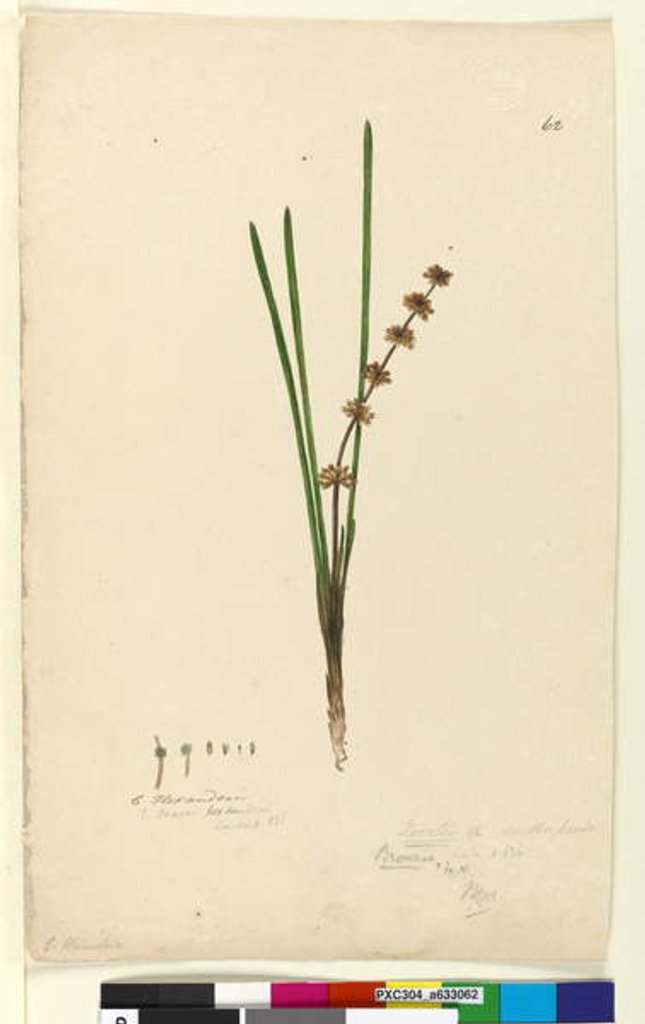 Detail of Page 62. Xerotes Lomandra multiflora, c.1803-06 by John William Lewin