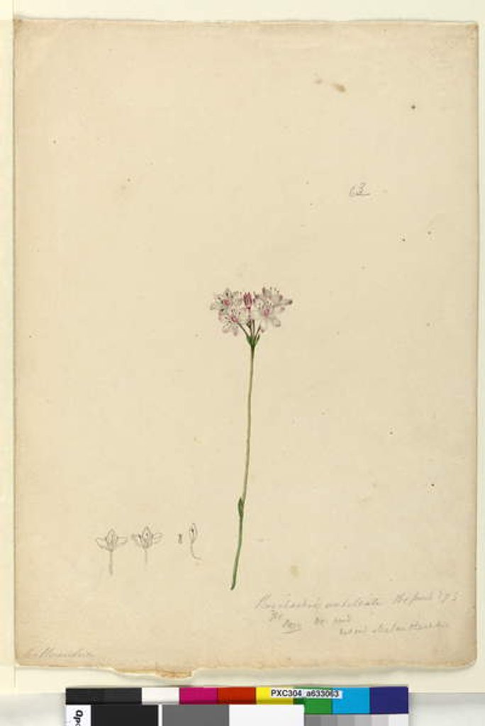Detail of Page 63. Burchardia umbellata, c.1803-06 by John William Lewin