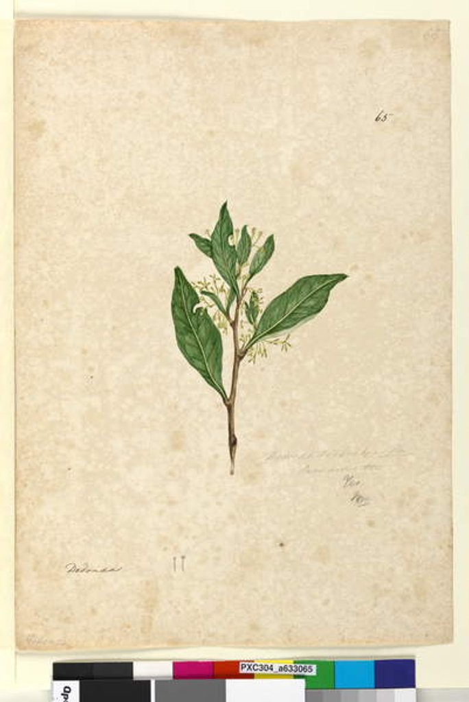 Detail of Page 65. Dodonaea triquetra, c.1803-06 by John William Lewin