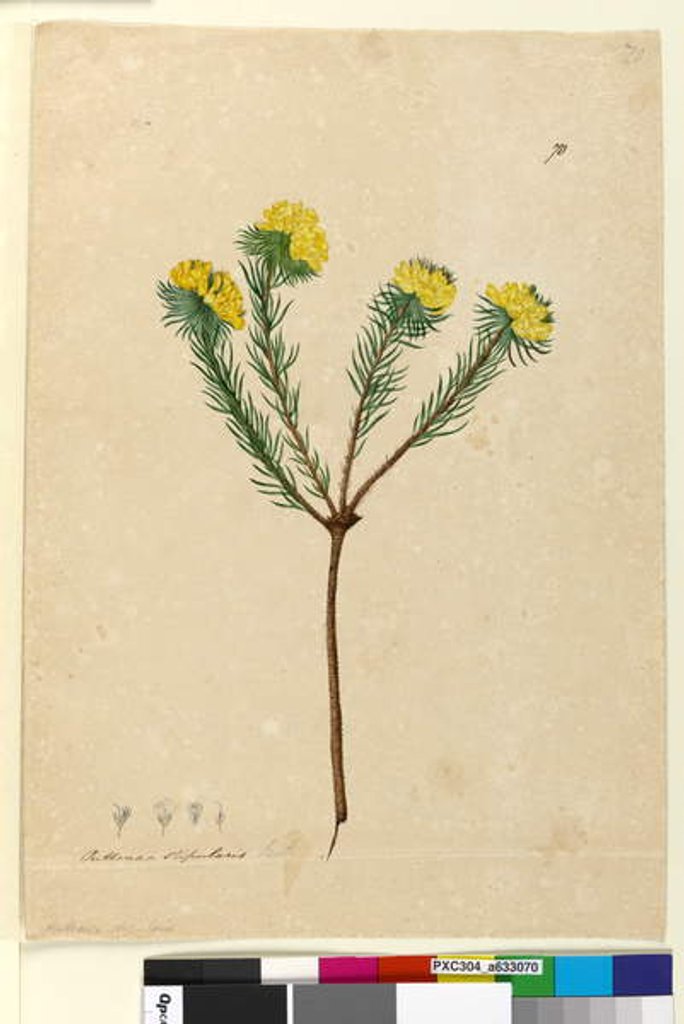 Detail of Page 70. Pultenaea stipularis, c.1803-06 by John William Lewin