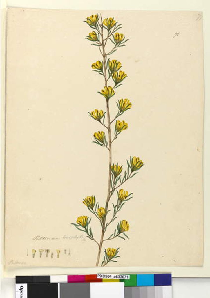 Detail of Page 71. Pultenaea linophylla, c.1803-06 by John William Lewin