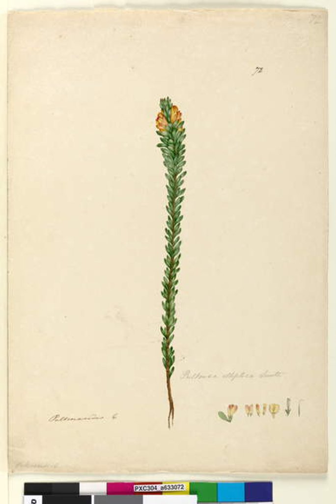 Detail of Page 72. Pultenaea elliptica, c.1803-06 by John William Lewin