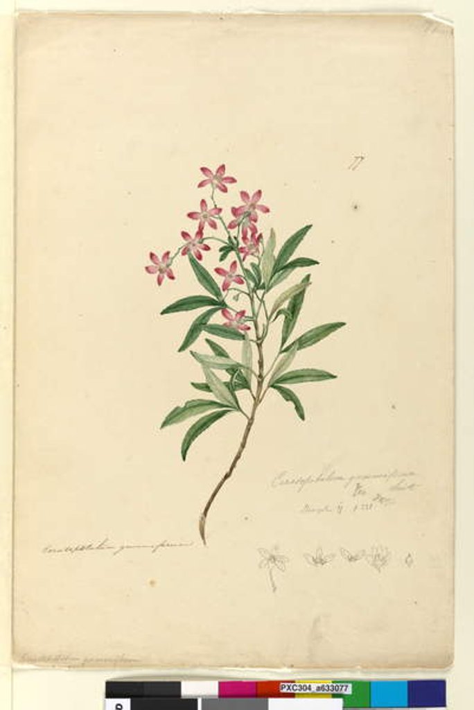 Detail of Page 77. Ceratopetalum gummiferum, c.1803-06 by John William Lewin