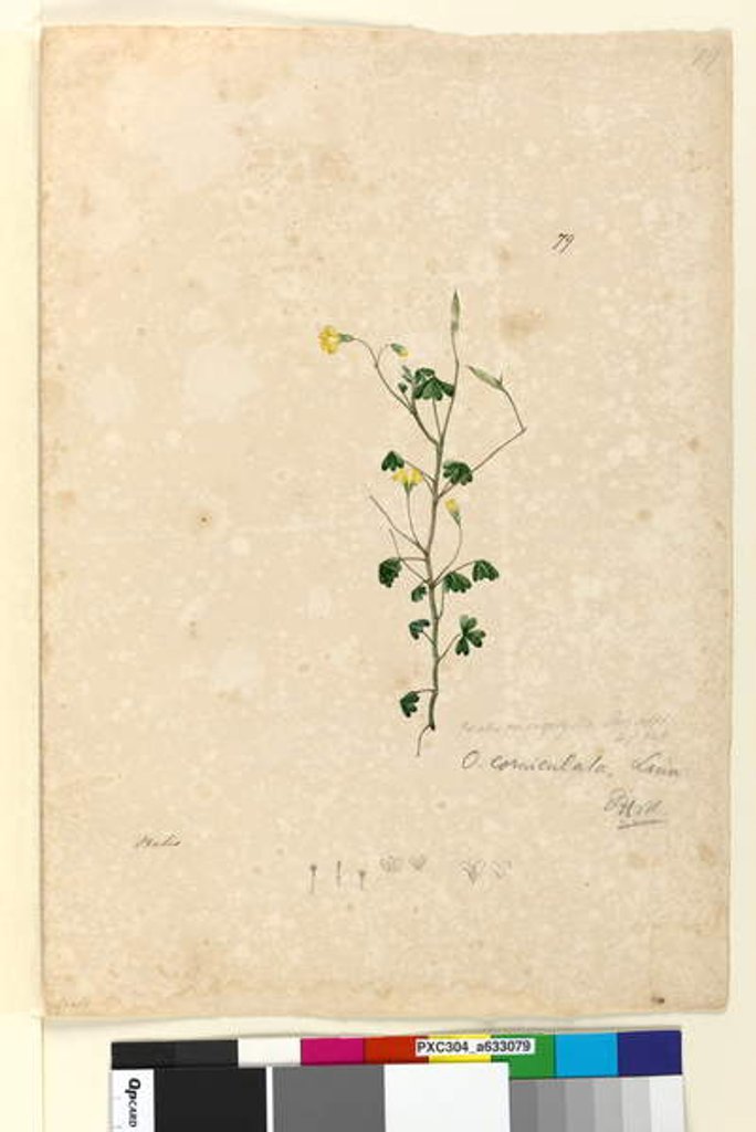 Detail of Page 79. Oxalis corniculata, c.1803-06 by John William Lewin