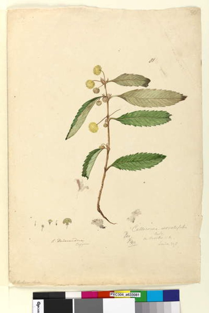 Detail of Page 81. Callicoma serratifolia, c.1803-06 by John William Lewin