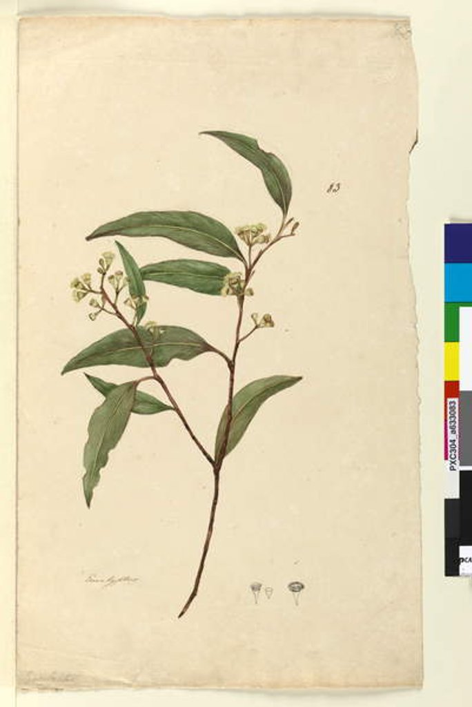 Detail of Page 83. Eucalyptus, c.1803-06 by John William Lewin
