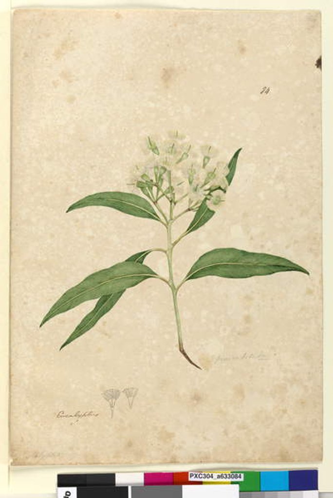 Detail of Page 84. Eucalyptus paniculata, c.1803-06 by John William Lewin