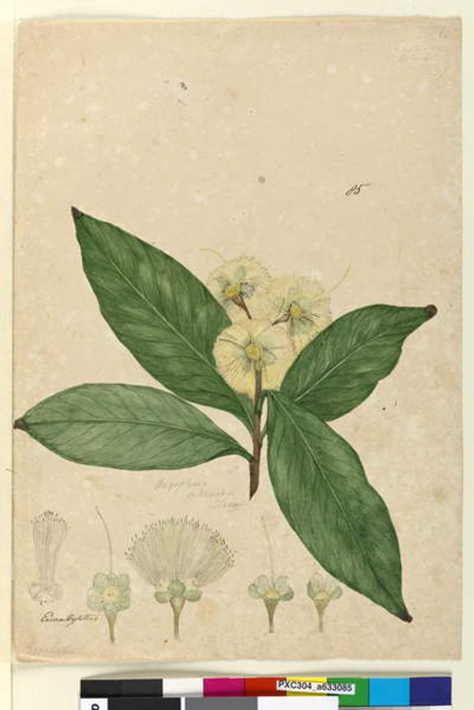 Detail of Page 85. Angophora intermedia, c.1803-06 by John William Lewin