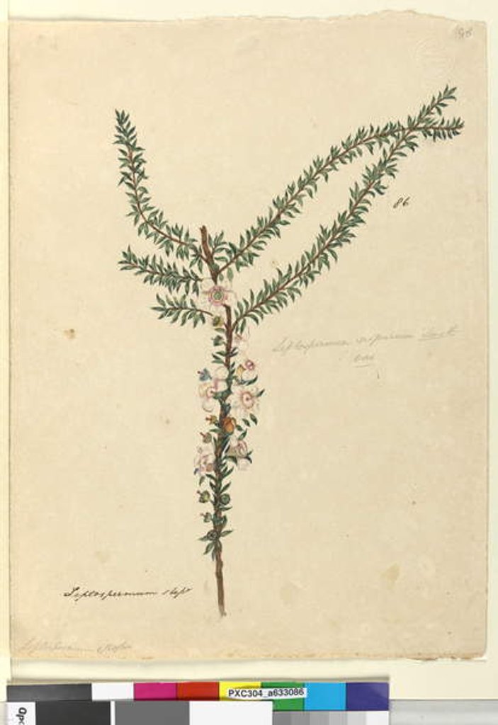 Detail of Page 86. Leptospermum scoparium, c.1803-06 by John William Lewin