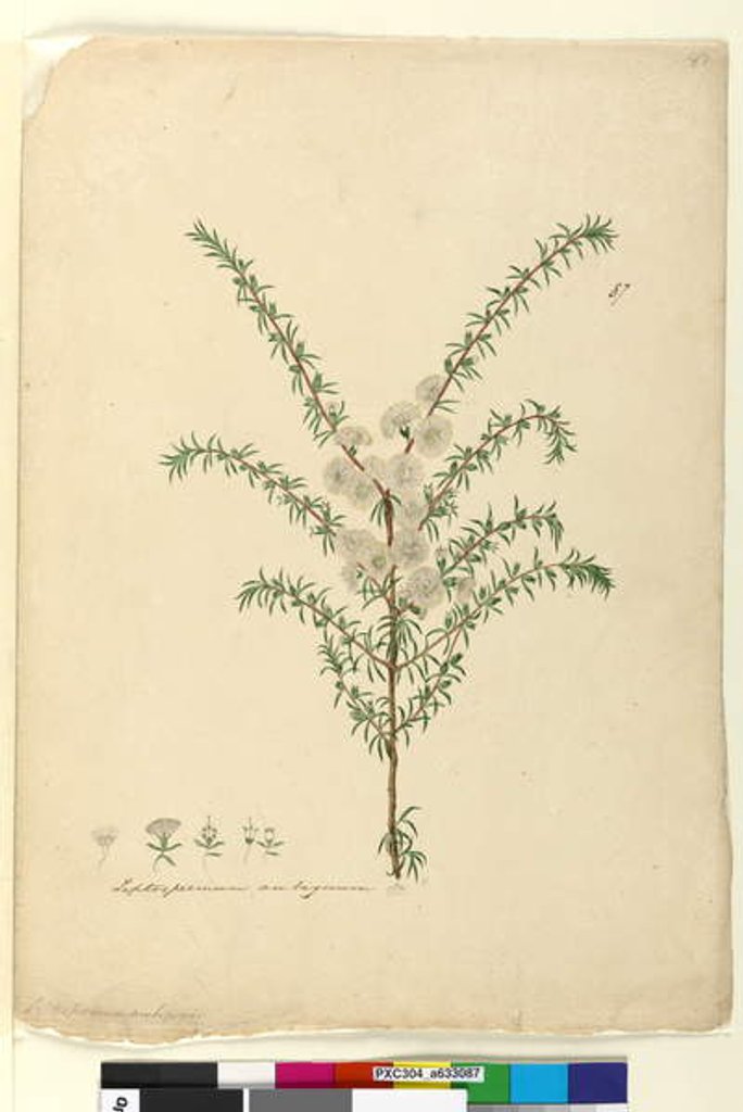 Detail of Page 87. Leptospermum ambiguum, c.1803-06 by John William Lewin