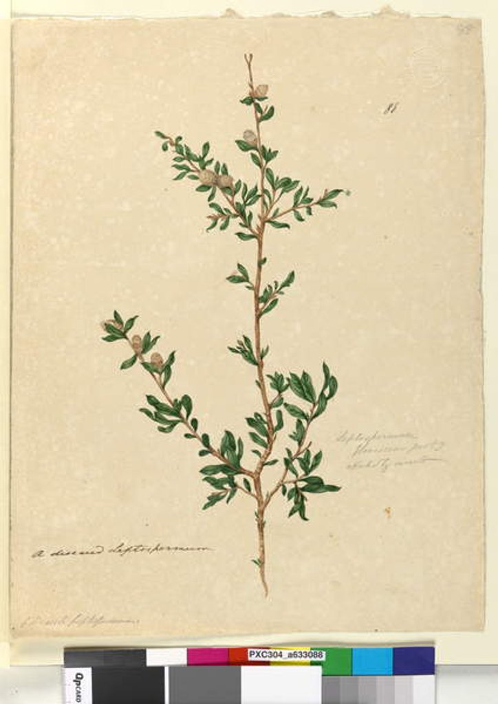 Detail of Page 88. Leptospermum flavescens, c.1803-06 by John William Lewin