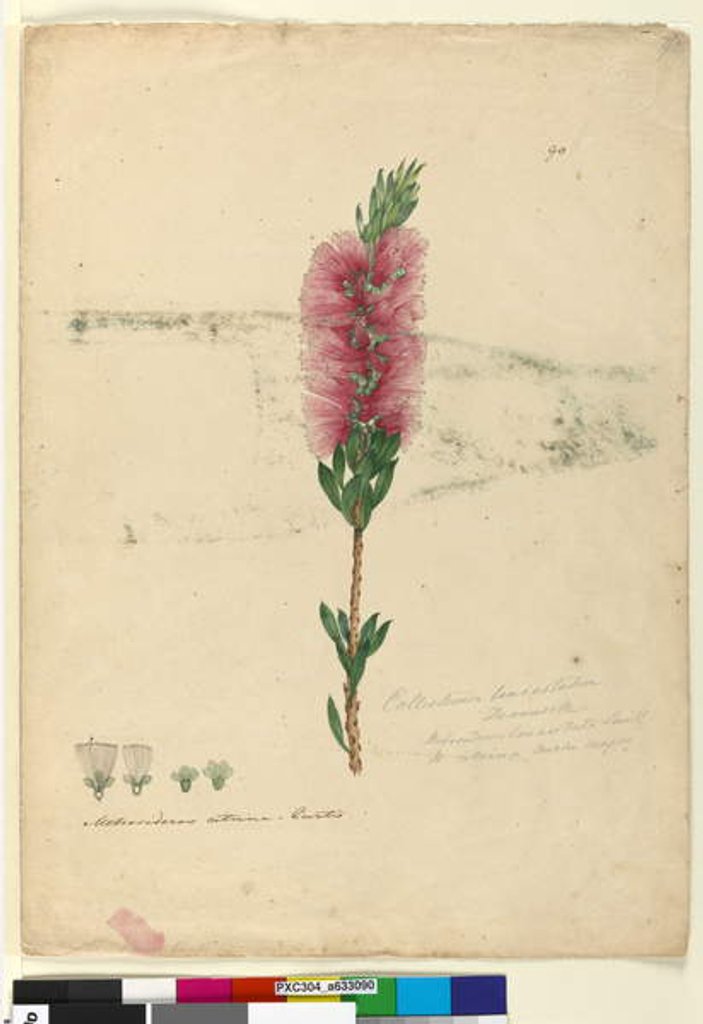 Detail of Page 90. Callistemon lanceolatus/Callistemon citrinus, c.1803-06 by John William Lewin