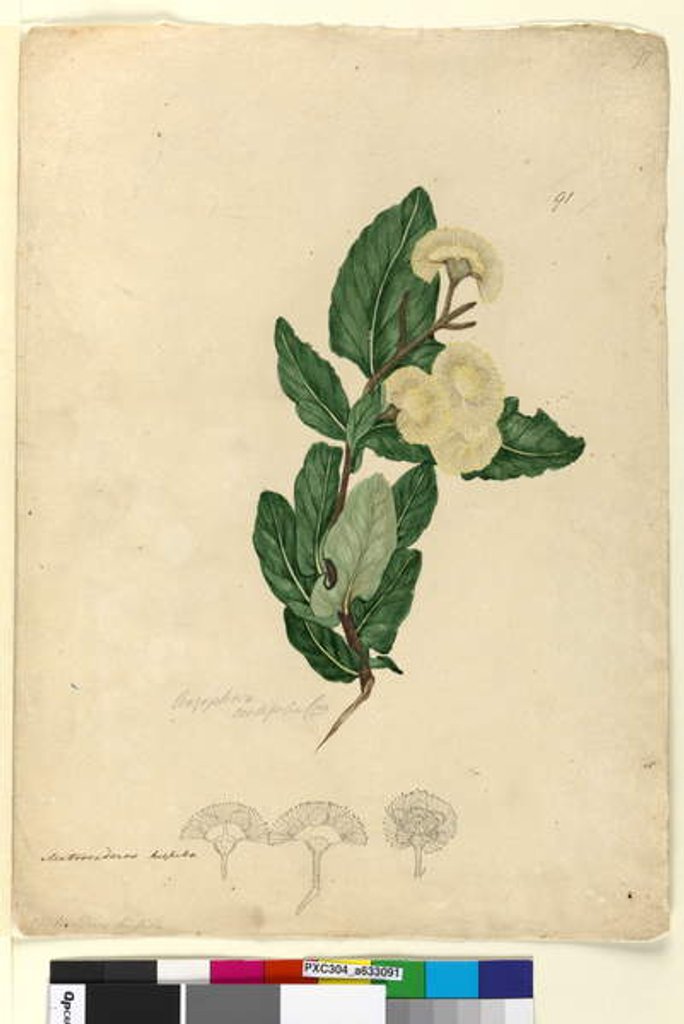 Detail of Page 91. Angophora cordifolia, c.1803-06 by John William Lewin