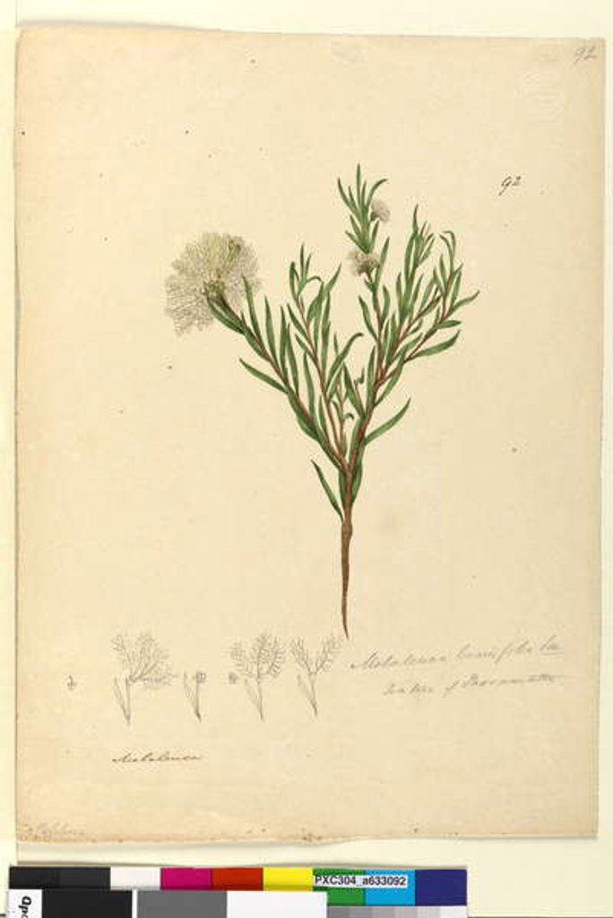 Detail of Page 92. Melaleuca linariifolia, c.1803-06 by John William Lewin