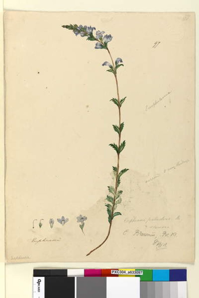 Detail of Page 97. Euphrasia paludosa, c.1803-06 by John William Lewin