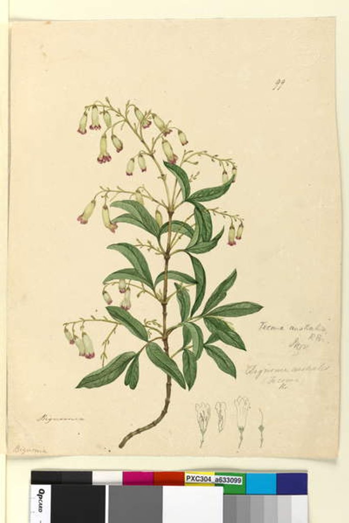 Detail of Page 99. Bignonia australis/Pandorea pandorana, c.1803-06 by John William Lewin
