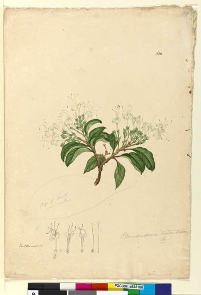 Detail of Page 100. Clerodendrum tomentosum, c.1803-06 by John William Lewin