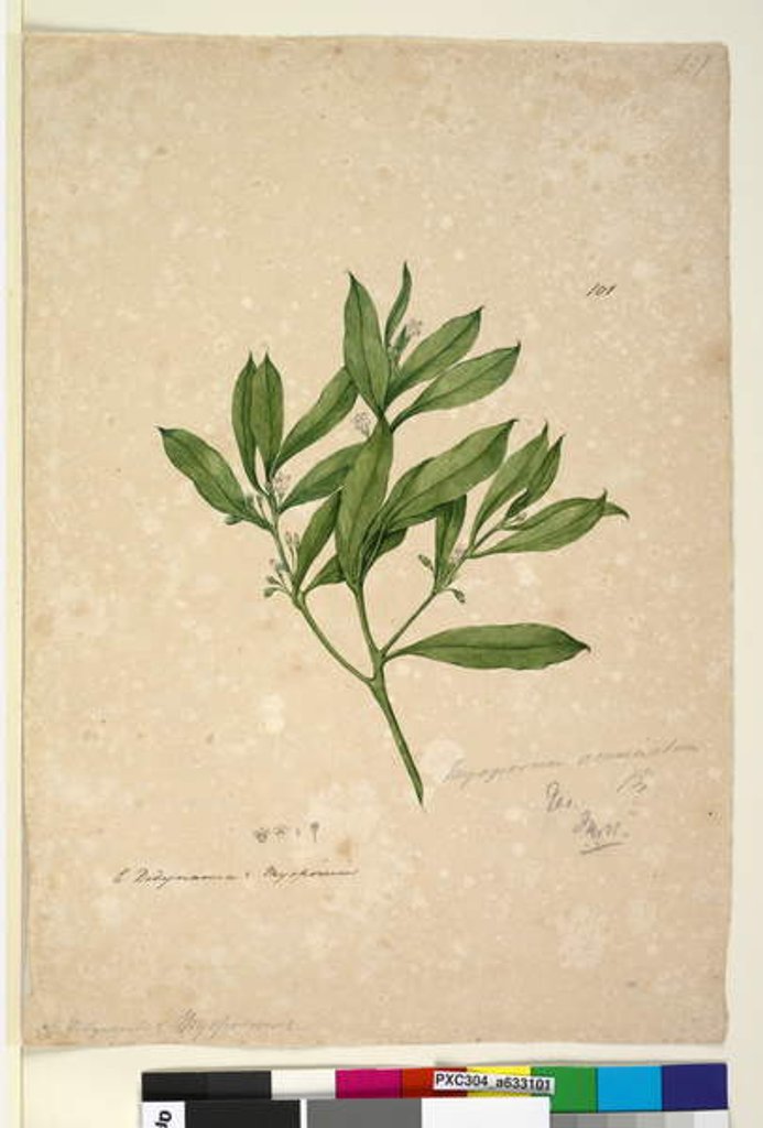Detail of Page 101. Myoporum acuminatum, c.1803-06 by John William Lewin