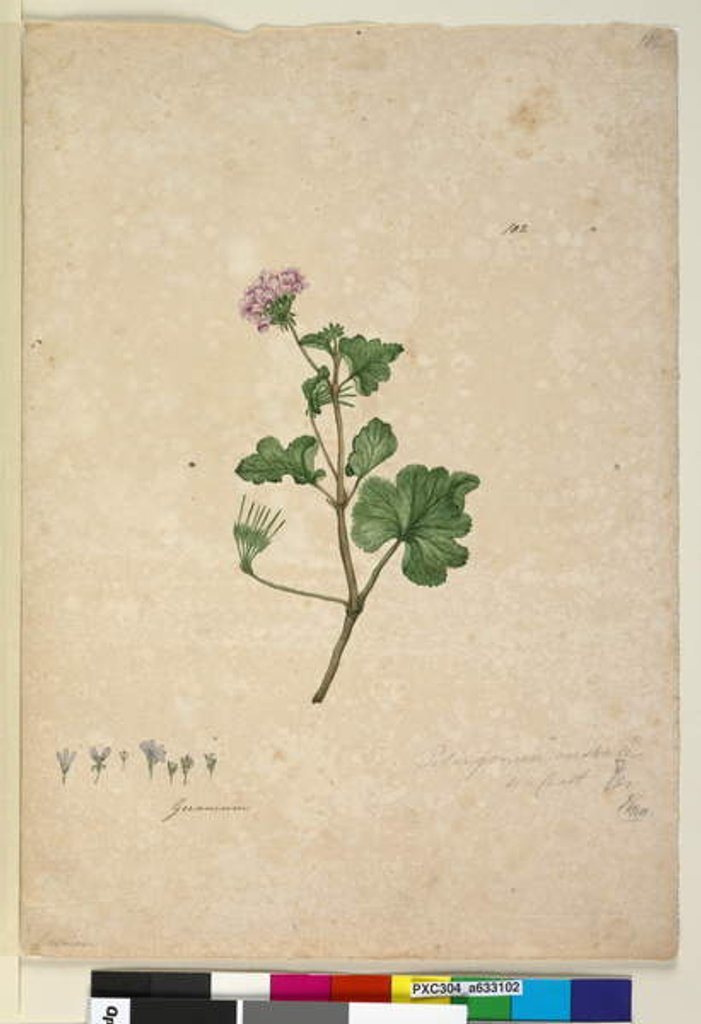 Detail of Page 102. Pelargonium australe, c.1803-06 by John William Lewin