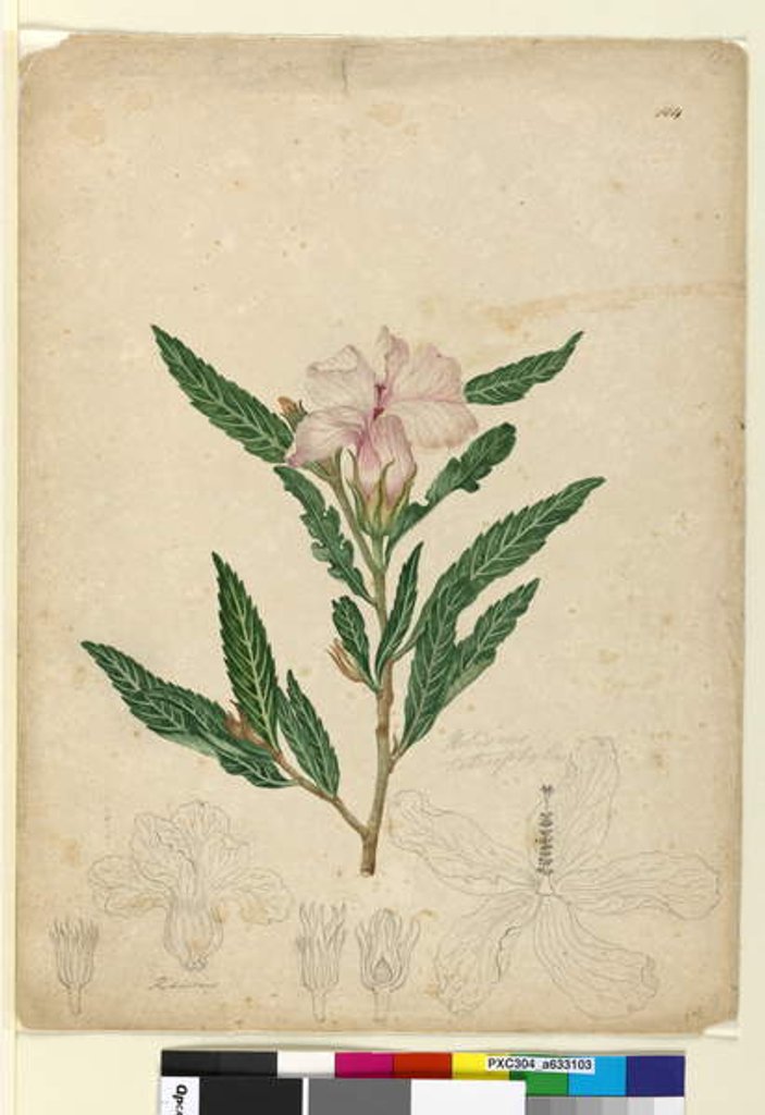Detail of Page 104. Hibiscus heterophyllus, c.1803-06 by John William Lewin