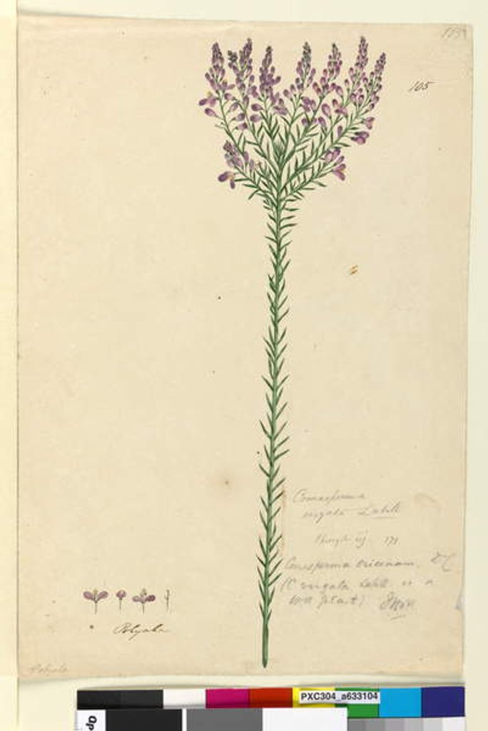Detail of Page 105. Comesperma ericinum, c.1803-06 by John William Lewin