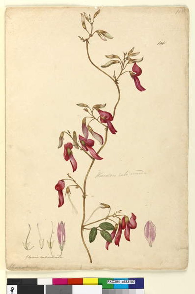 Detail of Page 108. Kennedia rubicunda, c.1803-06 by John William Lewin