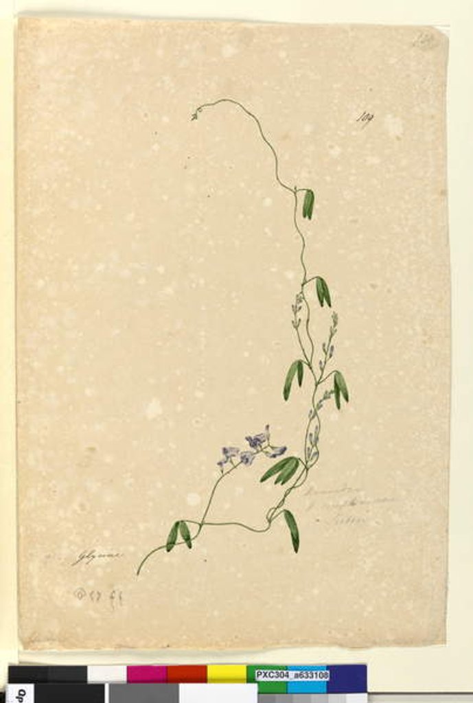 Detail of Page 109. Kennedia comptoniana/Hardenbergia comptoniana, c.1803-06 by John William Lewin