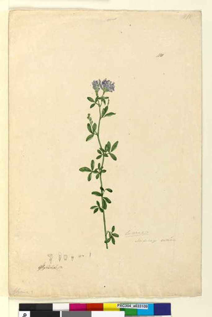 Detail of Page 110. Medicago sativa, c.1803-06 by John William Lewin